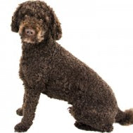 The Labradoodle: A furry bundle of joy and the importance of genetic health testing