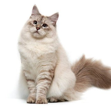 Phenotypes vs Genotypes in Cats: Why Looking Beyond the Fur Matters - The Pet Genetics Lab