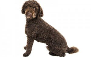 The Labradoodle: A furry bundle of joy and the importance of genetic health testing - The Pet Genetics Lab