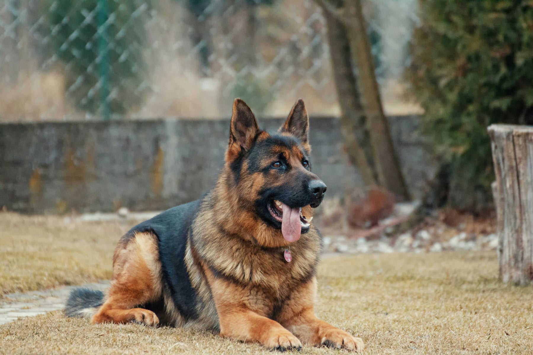 Understanding Degenerative Myelopathy in dogs: why a genetic test matters - The Pet Genetics Lab
