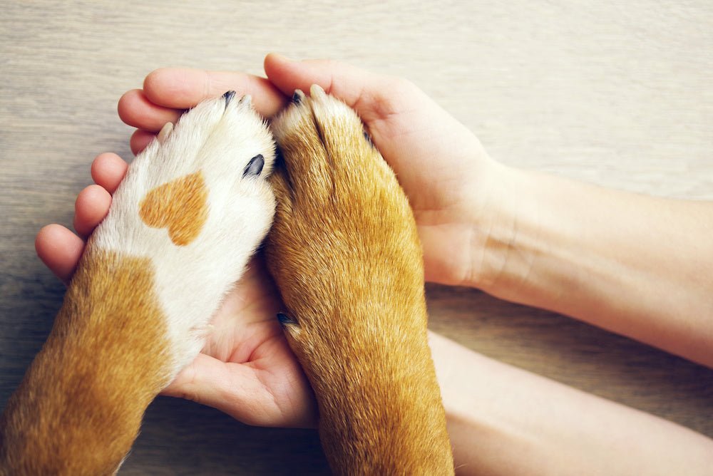 You've got a result you weren't expecting, what should you do? - The Pet Genetics Lab
