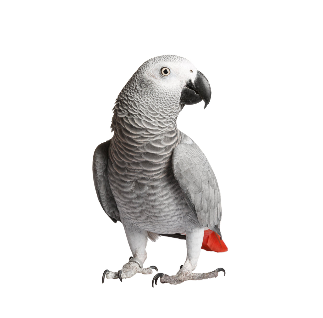 Bird testing