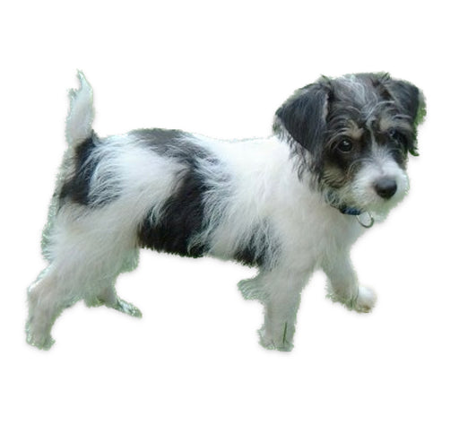 Foresight Health® Jackapoo