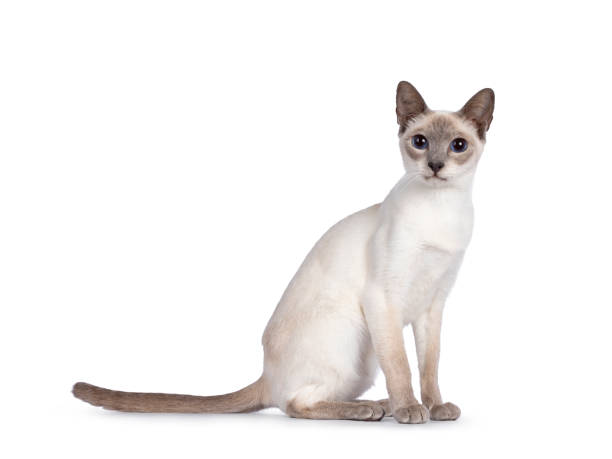 Health Panel: Siamese