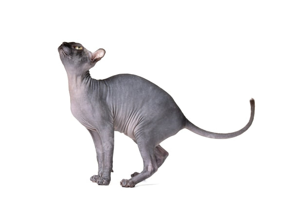 Health Panel: Sphynx