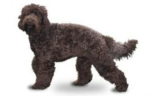 Foresight Health® Barbet