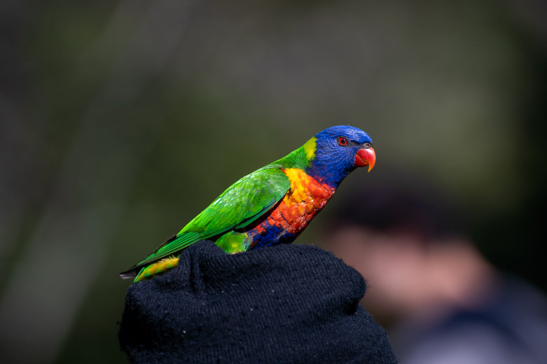 The History of Parrots and Humans