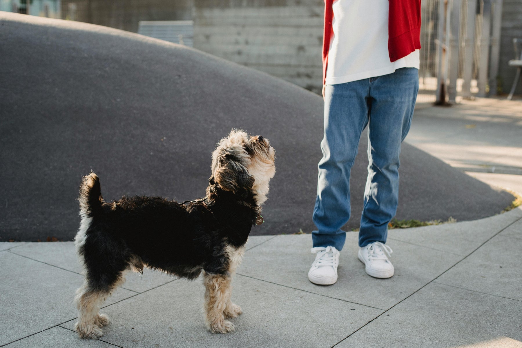 Degenerative Myelopathy in Dogs: Why DNA Testing Matters - The Pet Genetics Lab