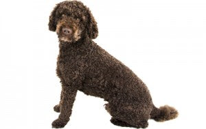 The Labradoodle: A furry bundle of joy and the importance of genetic health testing