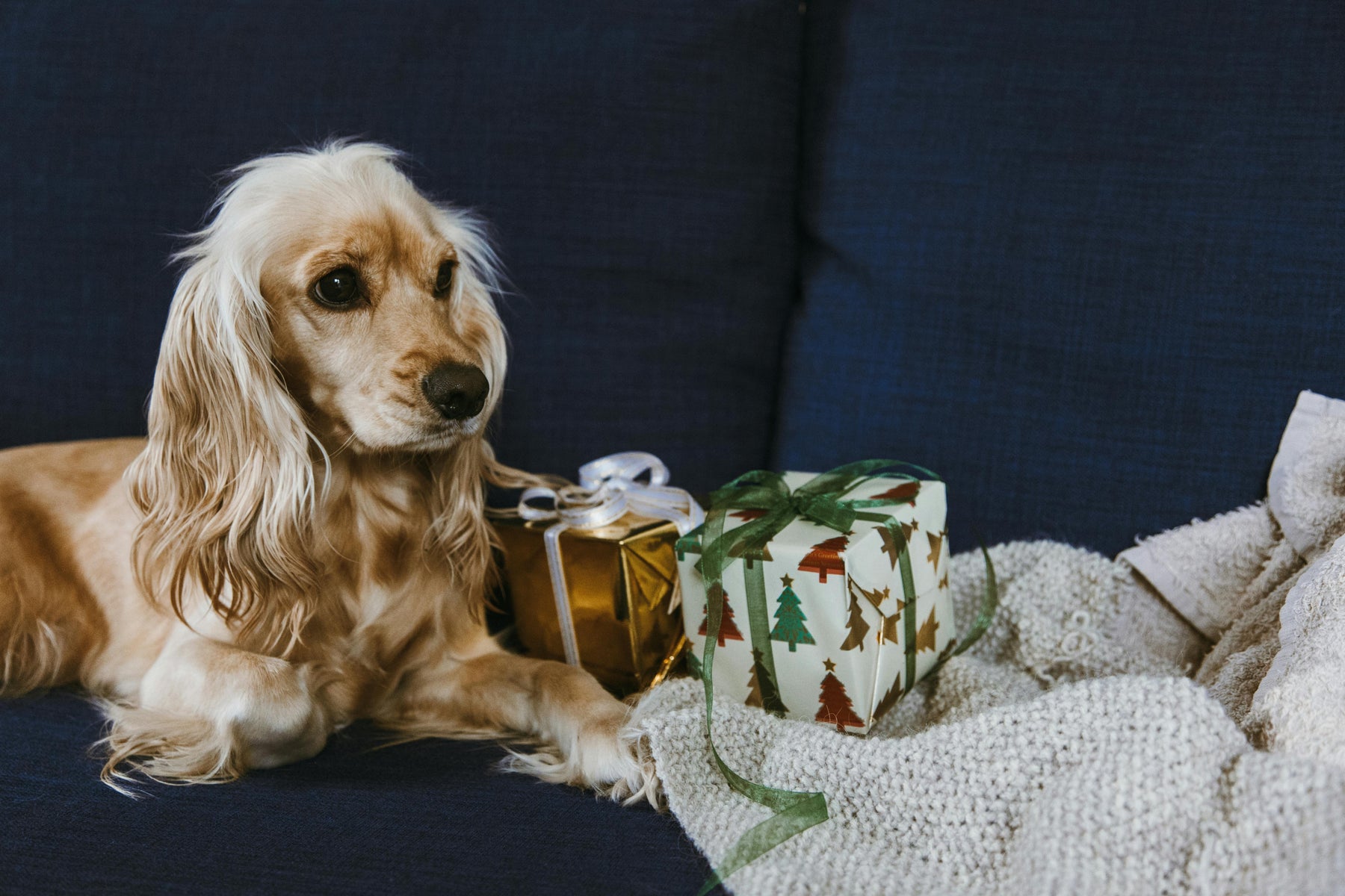 Why every Cocker Spaniel puppy deserves its own DNA test