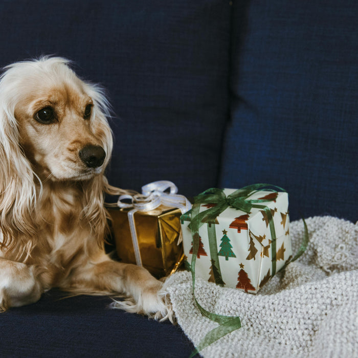 Why every Cocker Spaniel puppy deserves its own DNA test
