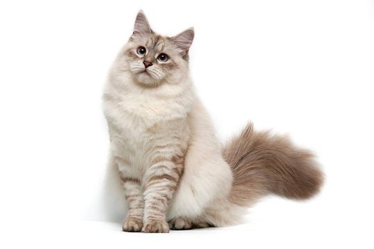 Phenotypes vs Genotypes in Cats: Why Looking Beyond the Fur Matters - The Pet Genetics Lab