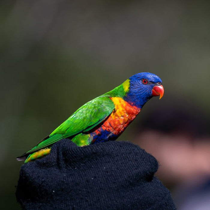 The History of Parrots and Humans - The Pet Genetics Lab