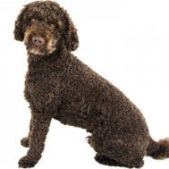 The Labradoodle: A furry bundle of joy and the importance of genetic health testing - The Pet Genetics Lab