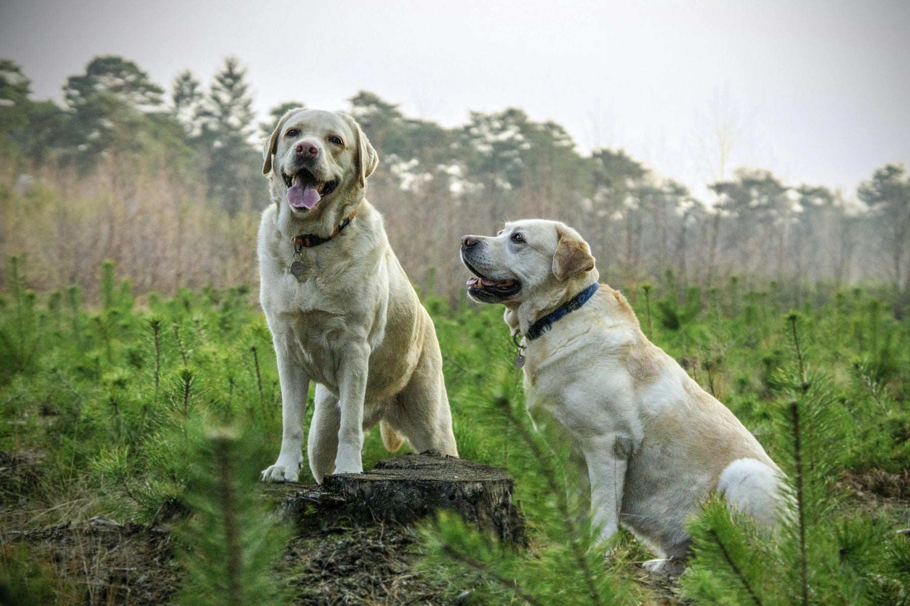 What tests do I need before I stud my dog? - The Pet Genetics Lab