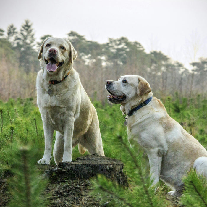 What tests do I need before I stud my dog? - The Pet Genetics Lab