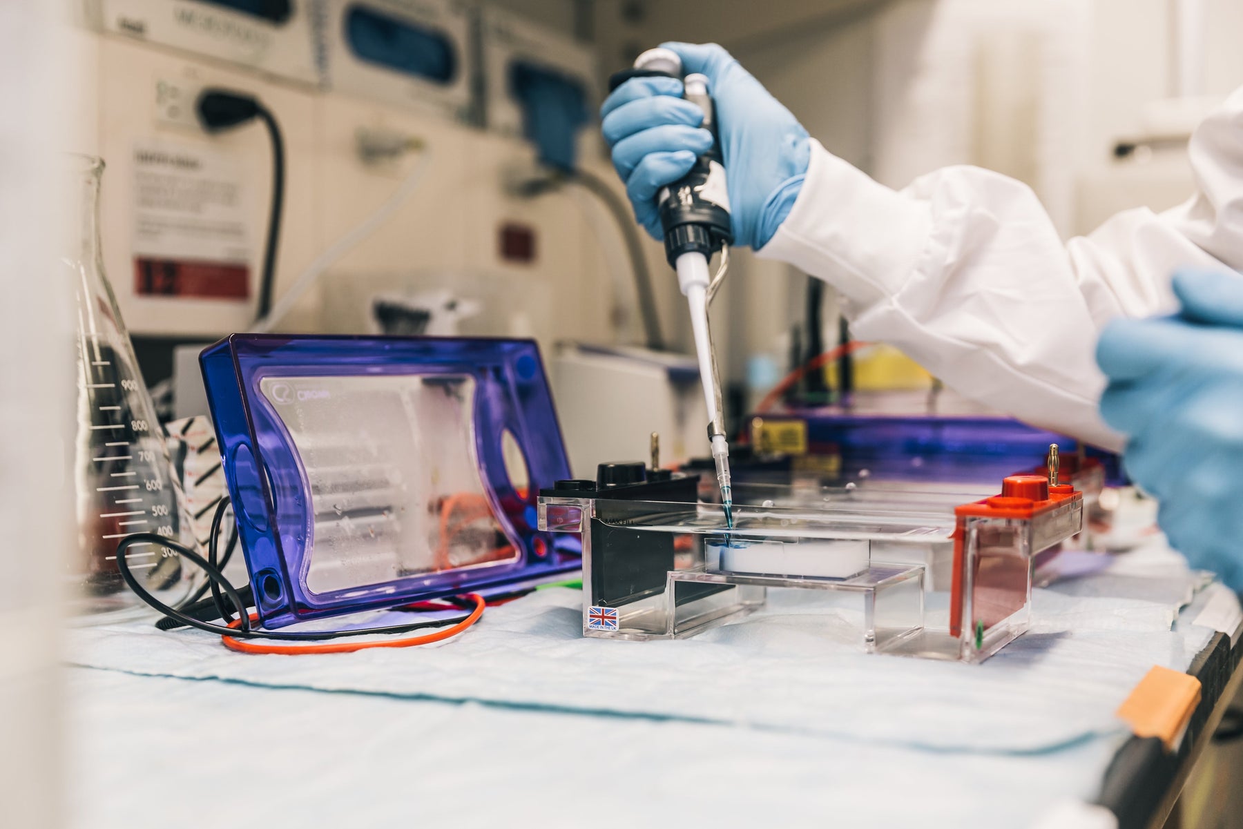 Why Vets Are Turning to Genetic Testing More Than Ever - The Pet Genetics Lab