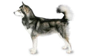 Alaskan Malamute DNA Health Panel