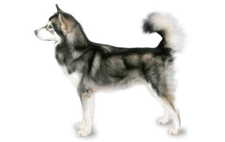 Alaskan Malamute DNA Health Panel