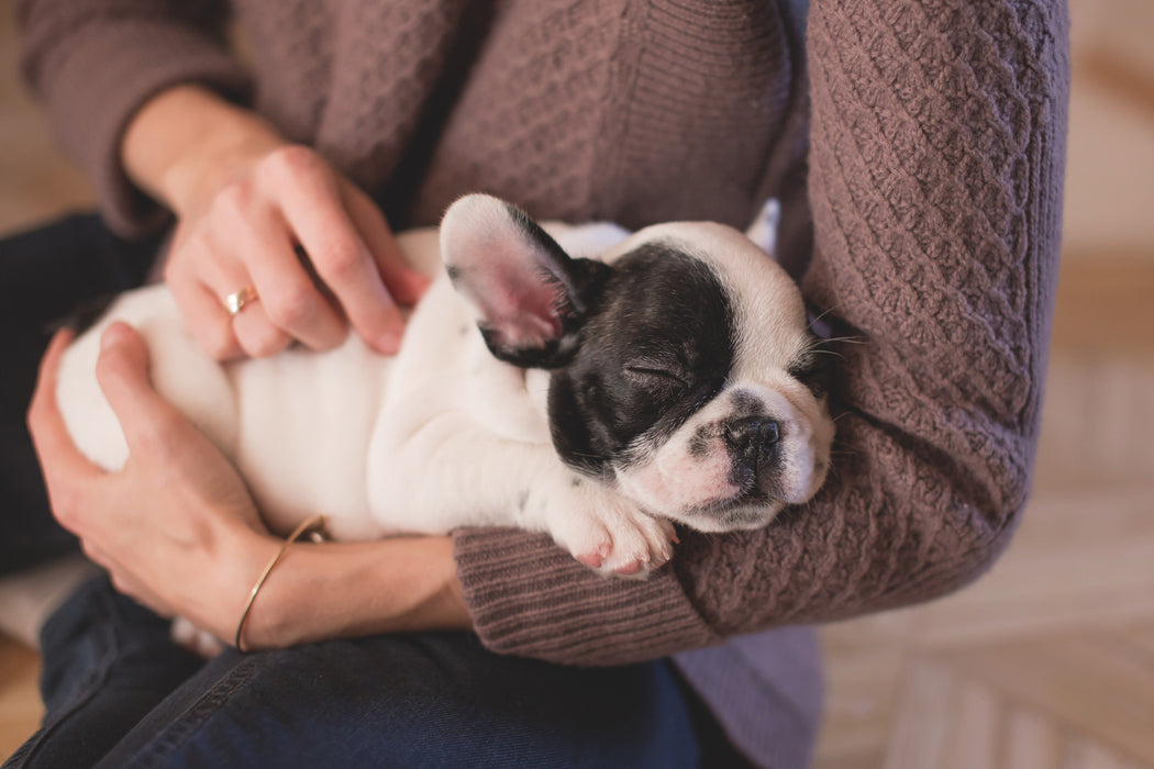 Puppy Health Check