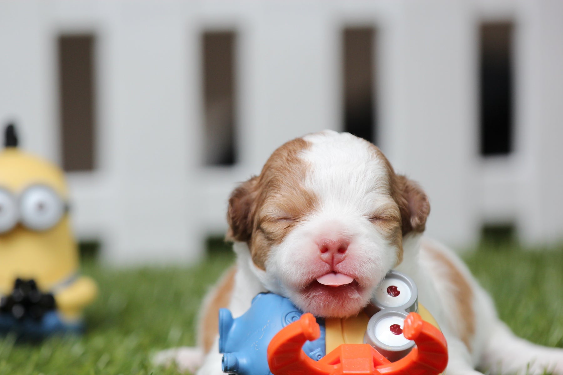 Foresight Health® Puppy Health Check