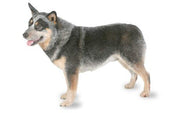 Australian Cattle Dog DNA Health Panel