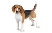 Beagle DNA Health Panel
