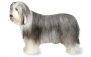 Bearded Collie DNA Health Panel