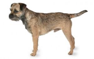 Border Terrier DNA Health Panel - The Pet Genetics Lab