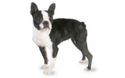 Boston Terrier DNA Health Panel