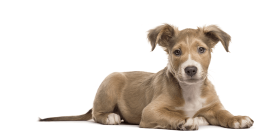 Canine breed test - The Pet Genetics Lab