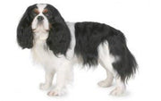 Cavalier King Charles Spaniel DNA Health Panel