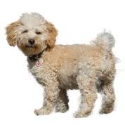 Cavapoo DNA Health Panel