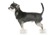 Chihuahua DNA Health Panel