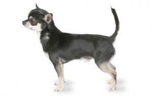 Chihuahua DNA Health Panel