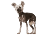 Chinese Crested DNA Health Panel