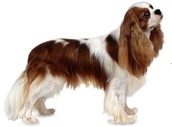 Cockalier DNA Health Panel - The Pet Genetics Lab