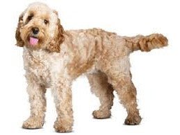 Cockapoo DNA Health Panel