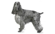 Cocker Spaniel DNA Health Panel