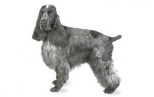 Cocker Spaniel DNA Health Panel