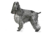 Cocker Spaniel DNA Health Panel - The Pet Genetics Lab