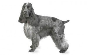 Cocker Spaniel DNA Health Panel - The Pet Genetics Lab