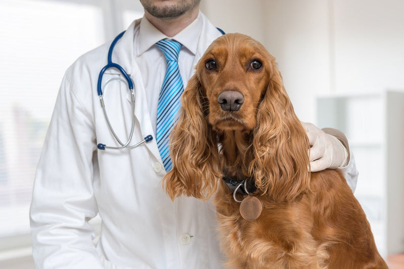 ComprehensiveCanine™ test - The Pet Genetics Lab