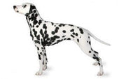 Dalmatian DNA Health Panel - The Pet Genetics Lab