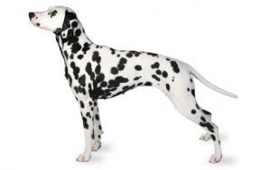 Dalmatian DNA Health Panel - The Pet Genetics Lab