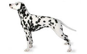 Dalmatian DNA Health Panel
