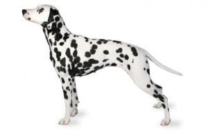 Dalmatian DNA Health Panel
