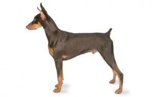 Dobermann DNA Health Panel - The Pet Genetics Lab