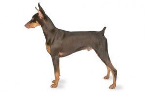 Dobermann DNA Health Panel