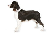 English Springer Spaniel DNA Health Panel